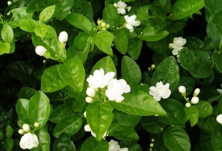 茉莉3.jpg