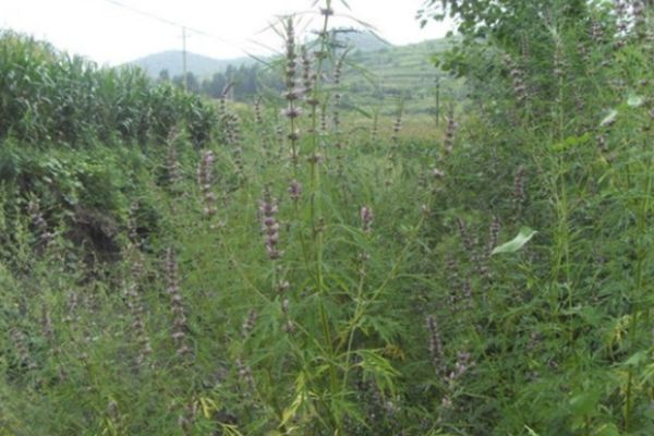 益母草