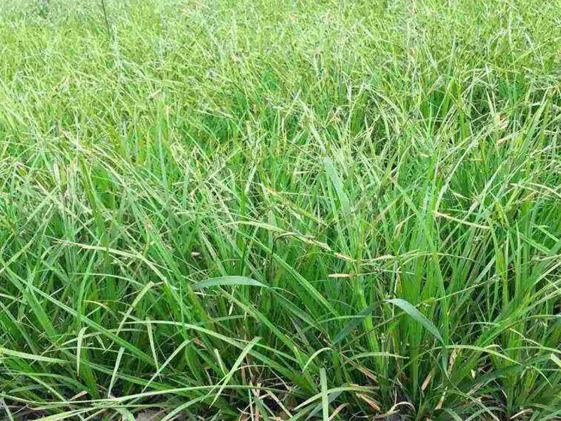 野牛草