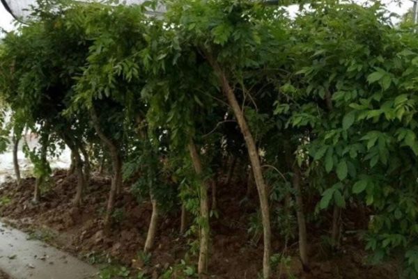 凌霄花 凌霄花
