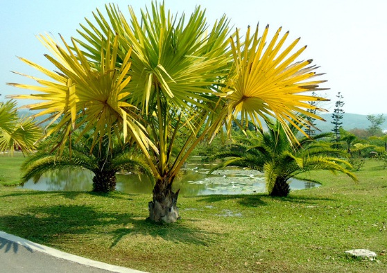 image.jpg