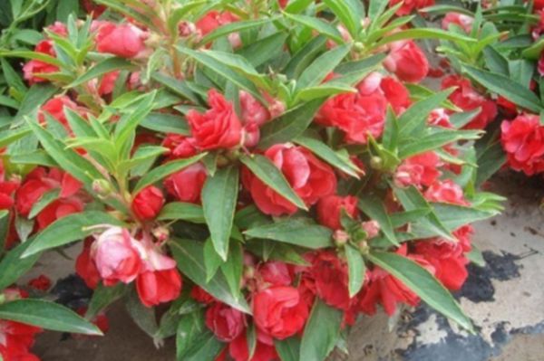 鳳仙花