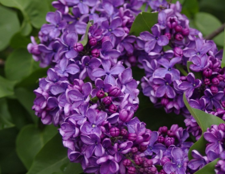 丁香花1.jpg