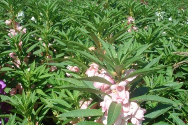 指甲花 指甲花