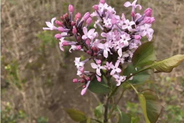 丁香花