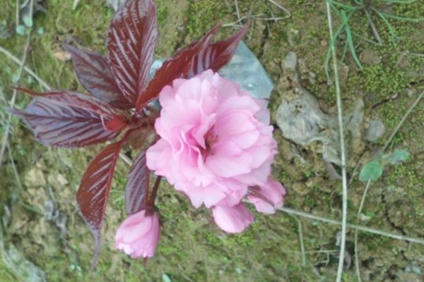 櫻花