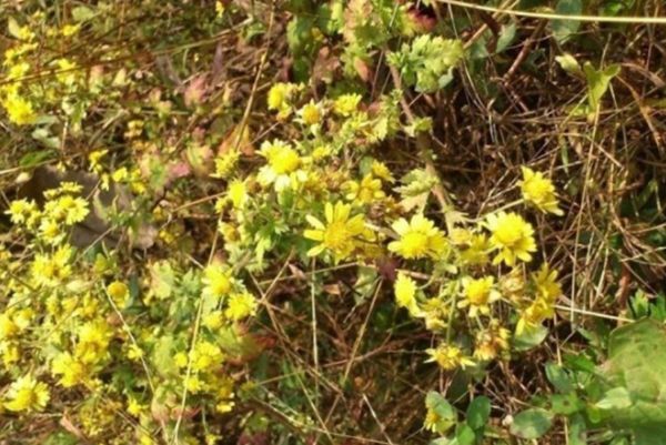 野菊花