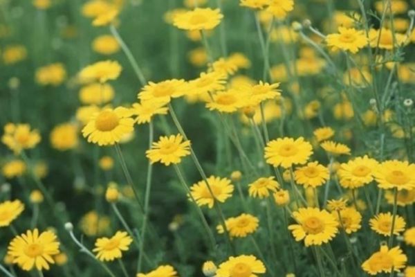 野菊花