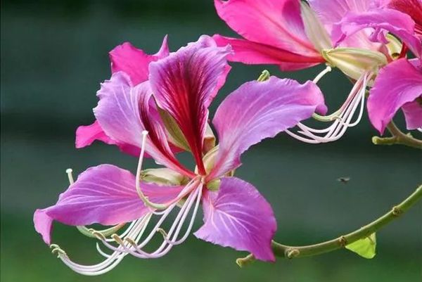 紫荊花