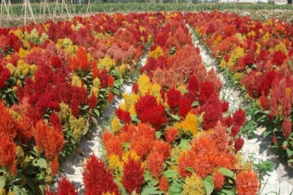雞冠花