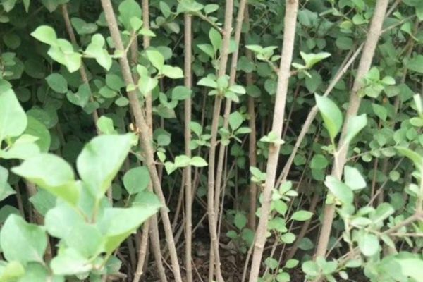 丁香花