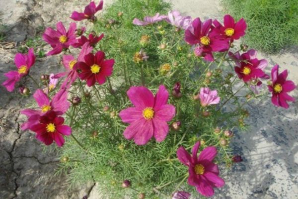 格桑花
