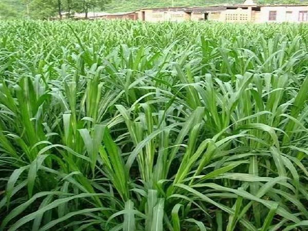 甜象草