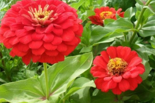 百日草