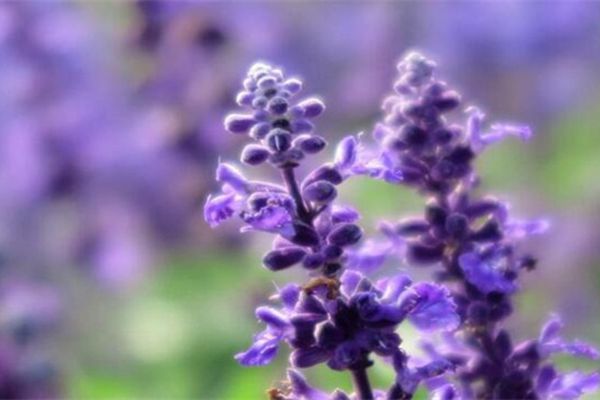 薰衣草 薰衣草