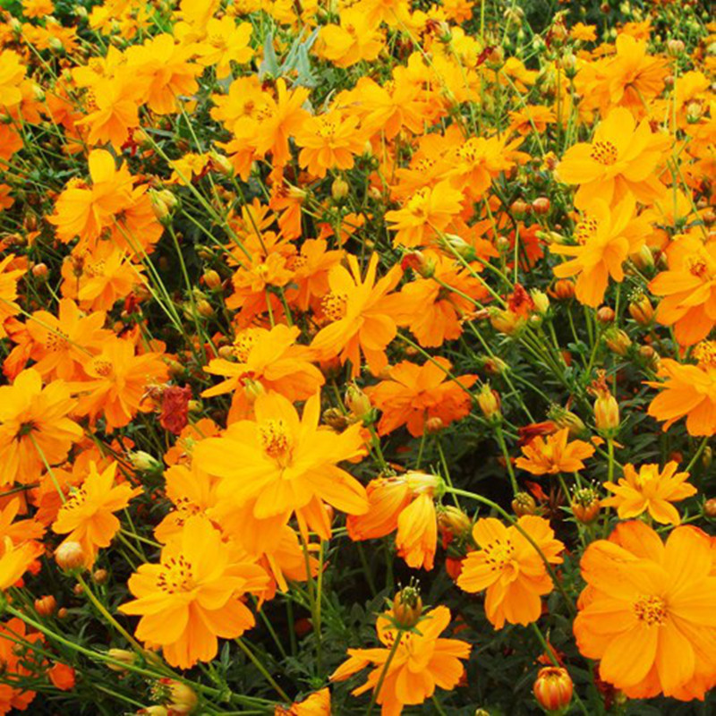 硫化菊 硫化菊