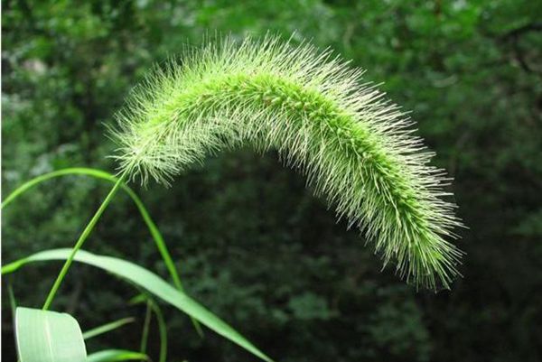 狗尾巴 狗尾巴