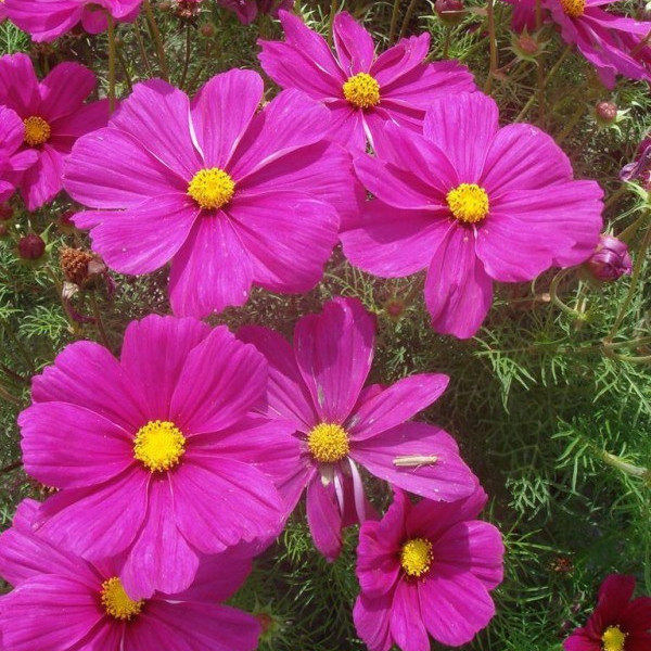 波斯菊