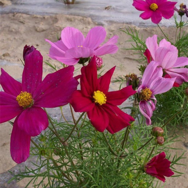 波斯菊