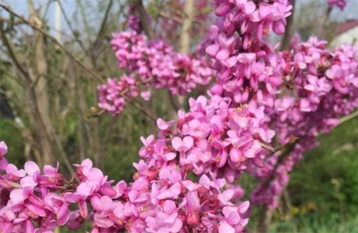 紫荊花