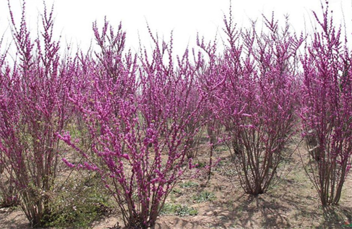 紫荊花
