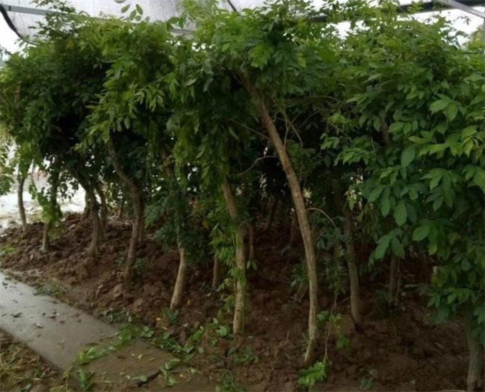 凌霄花