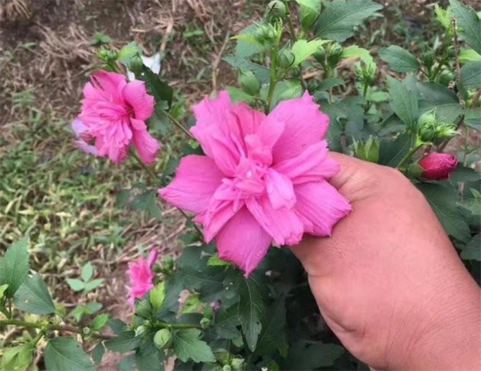 木槿 木槿