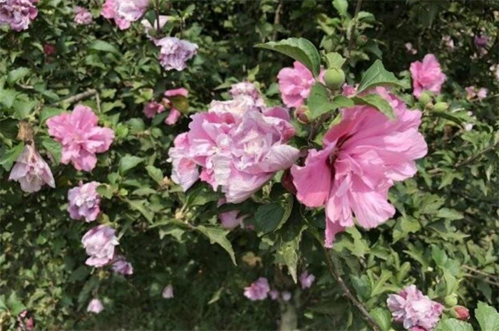 木槿 木槿