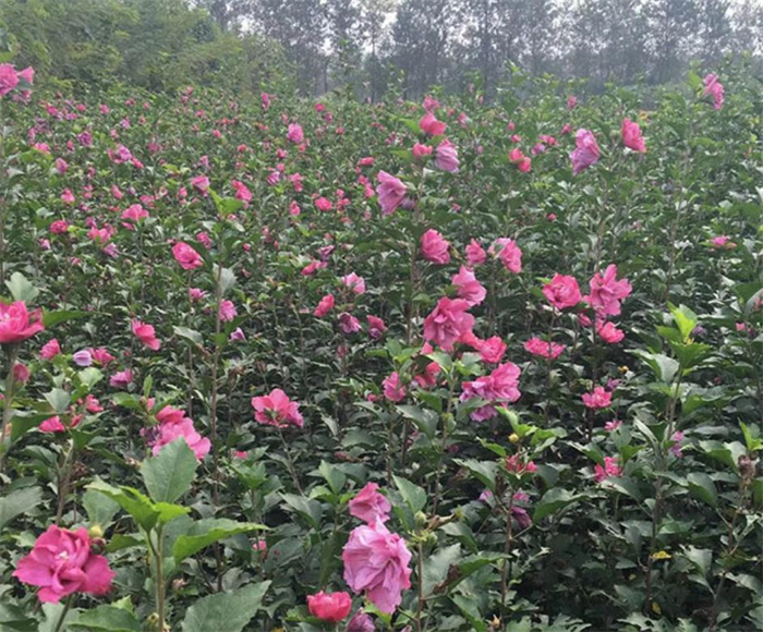 木槿 木槿