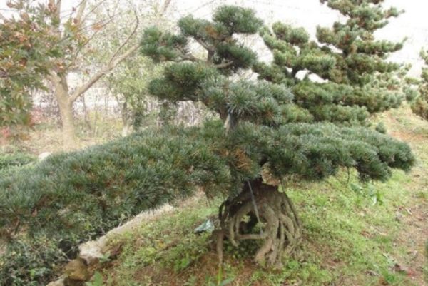 大阪松