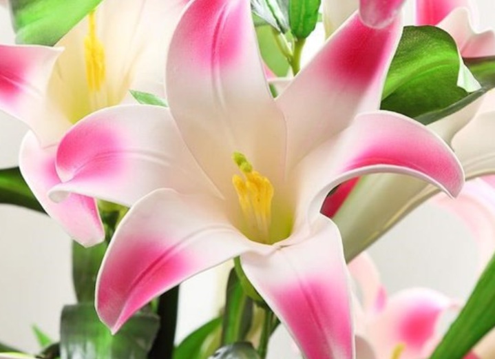 百合花222.jpg