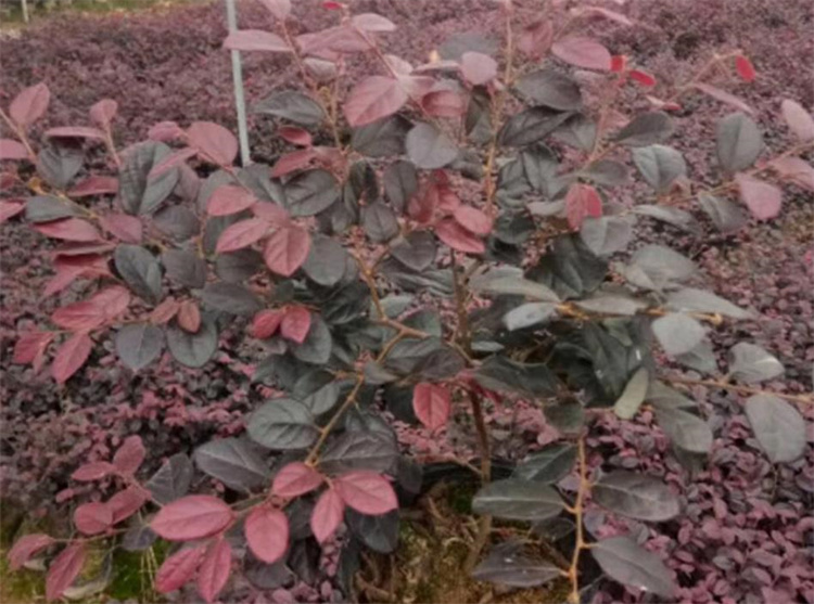 紅花繼木