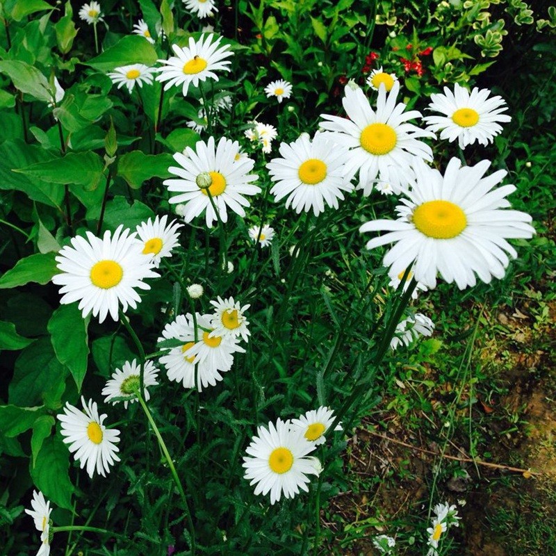 雛菊