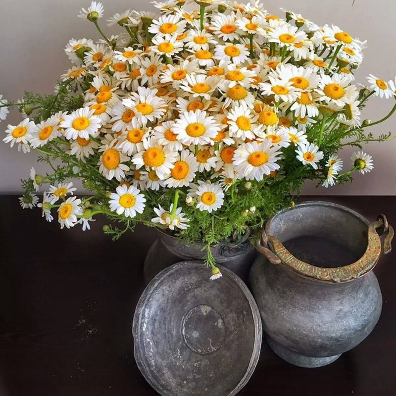 雛菊