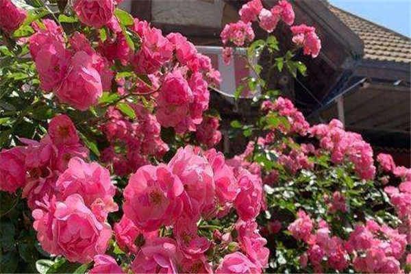 玫瑰花 玫瑰花