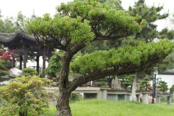五針松