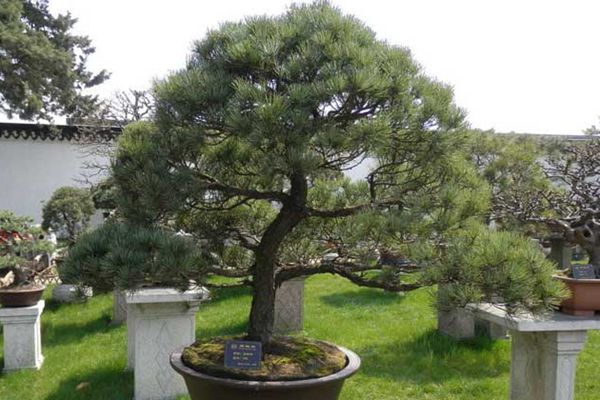 五針松