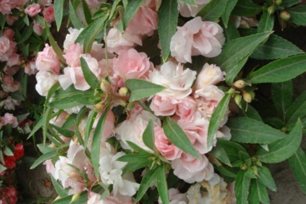 指甲花