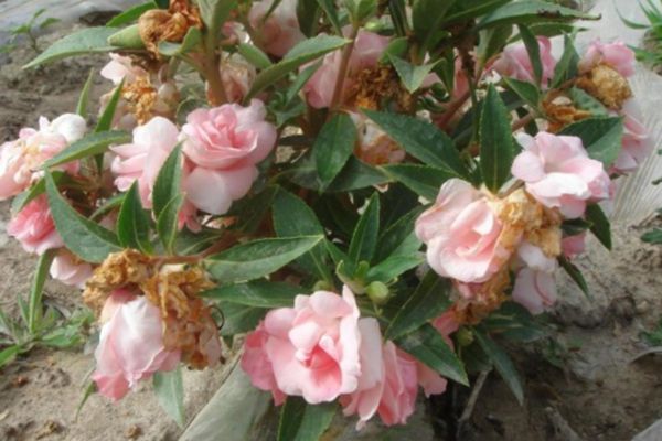 指甲花
