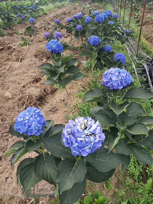 繡球花 繡球花