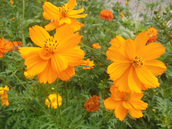 硫化菊 硫化菊