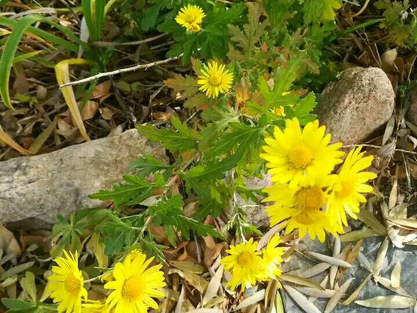 野菊花 野菊花