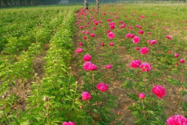 芍藥