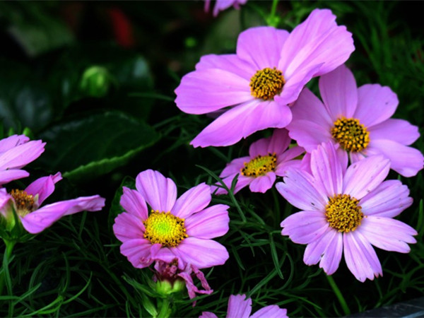 波斯菊