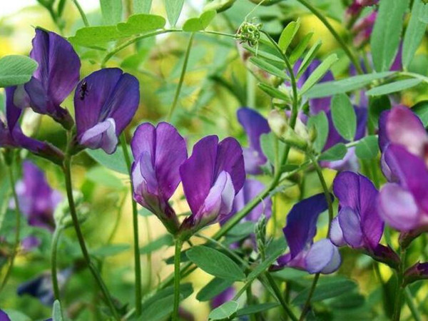 紫花苜蓿