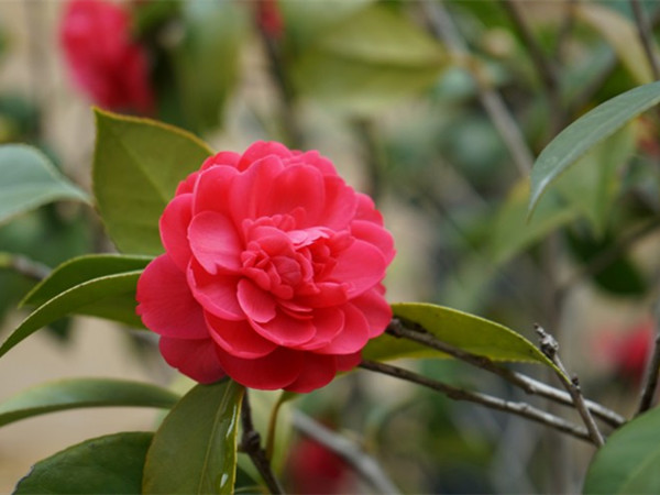 山茶花