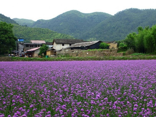 馬鞭草 馬鞭草