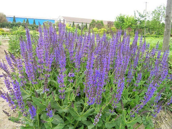 鼠尾草多久才能開花