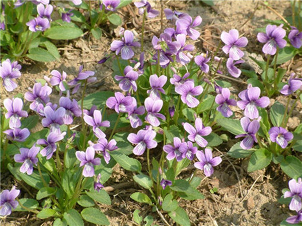 紫花地丁 紫花地丁