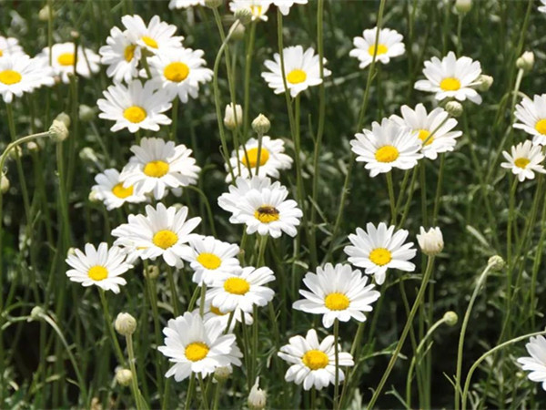 常綠開(kāi)花多年生除草菊